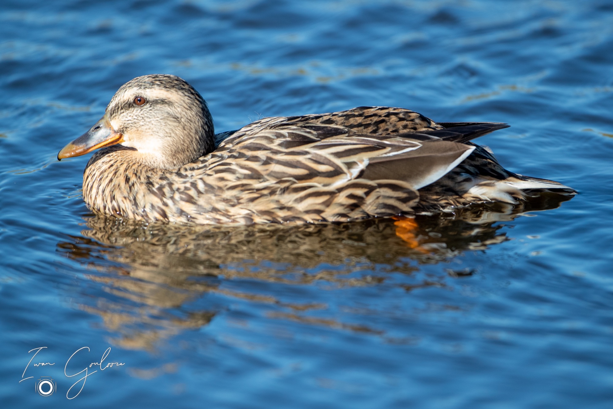 04 maart 2022 145242 1DX43753